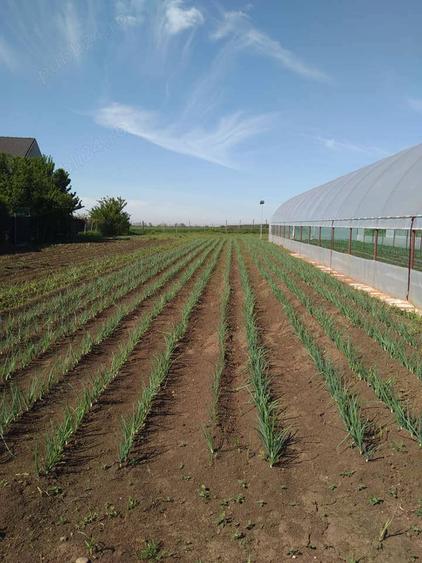 Proprietate de vanzare langa Bucuresti - 4