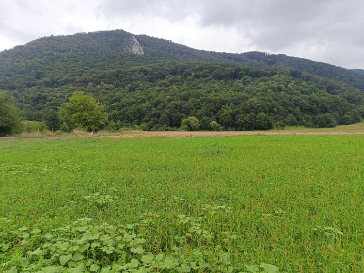 De vanzare - Teren intravilan pentru constructii – 16.500 mp / 0% comision - 9