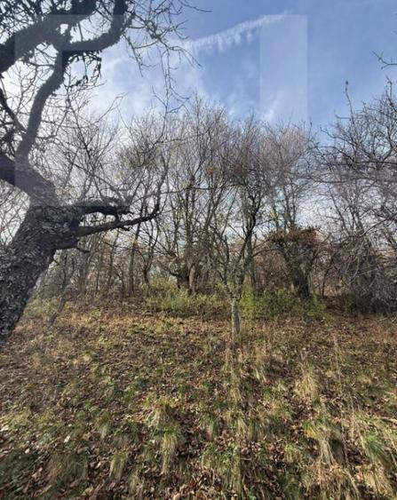 Teren extravilan impadurit, 20424 mp ideal pentru investitie - 1