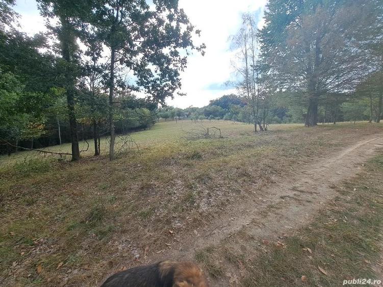 Teren 15826 mp + padure 1 ha - 6