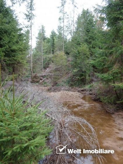 1.6 ha de padure cu poienita, parau la limita curtii, cabana pentru trei familii - 4