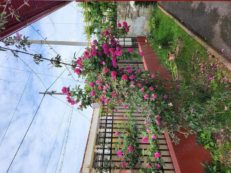 Casa de vanzare langa Seminarul Teologic - 2