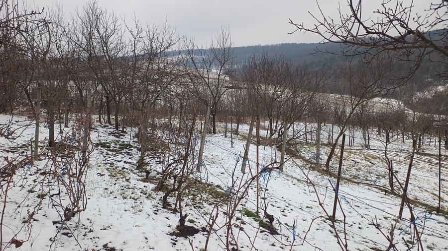 Teren 704 mp Breazu – asfalt + utilități – priveliște spre pădure – ideal casă - 2