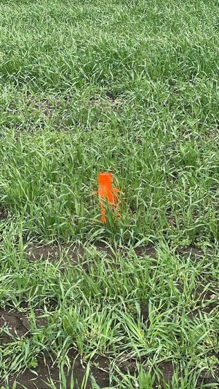 Terenuri Industriale 2000-5000mp Magurele-Buda - 2