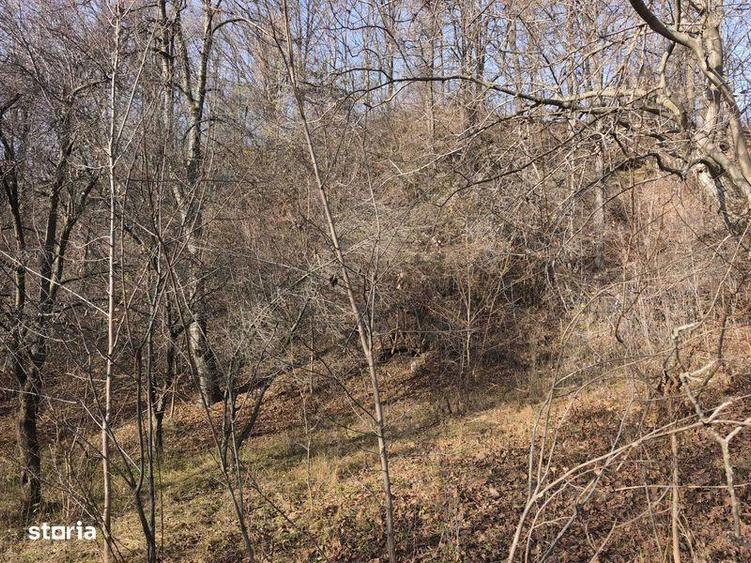 Teren intravilan Breaza 4,000mp cu utilitati. Panorama. Intimitate. - 4