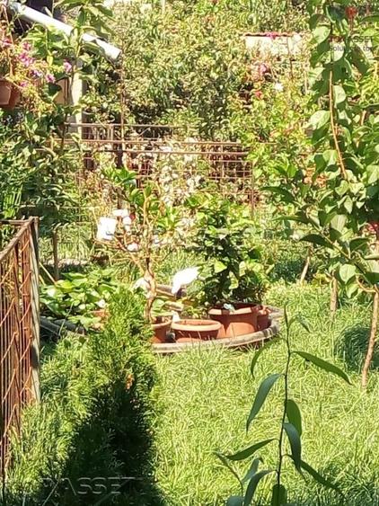 Chiajna - parcul Viitorului - 5