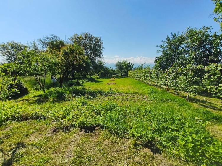 Casa cu gradina roditoare si teren 3000 m2 de vanzare Sacadate, Sibiu / House with Garden and 3000 m2 Land for Sale Sacadate, Sibiu - 8