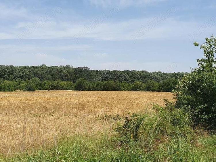 Teren situat in Balotesti,langa padure,acces drum pietruit, 28000 euro - 7