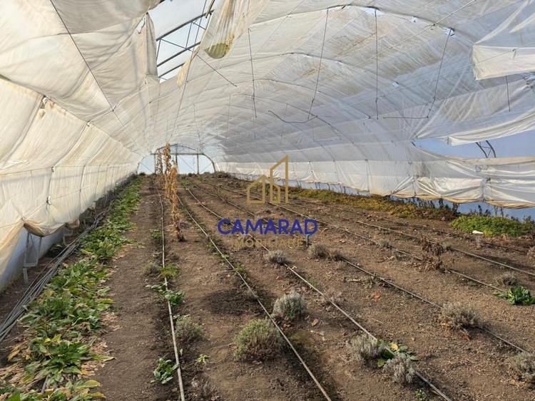 Teren intravilan vanzare - 2.750 mp – Darvari/Tamadalu Mare (judetul Calarasi) - 5