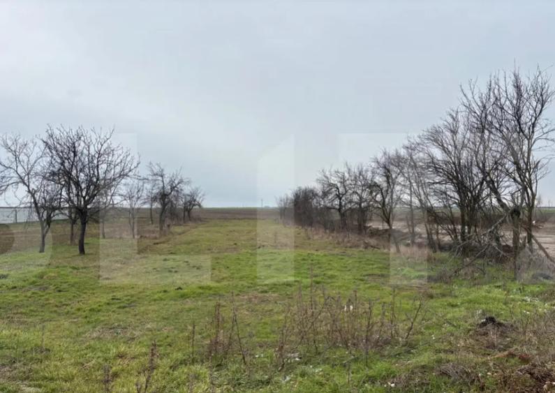 Proprietate cu livada de vanzare 1500mp , aproape de Arad - 3