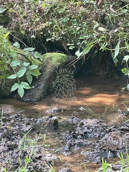 COMISION 0 20.000 MP TEREN EXTRAVILAN CU PADURE ZONA TURISTICA SACUIEU VLADEASA - 1