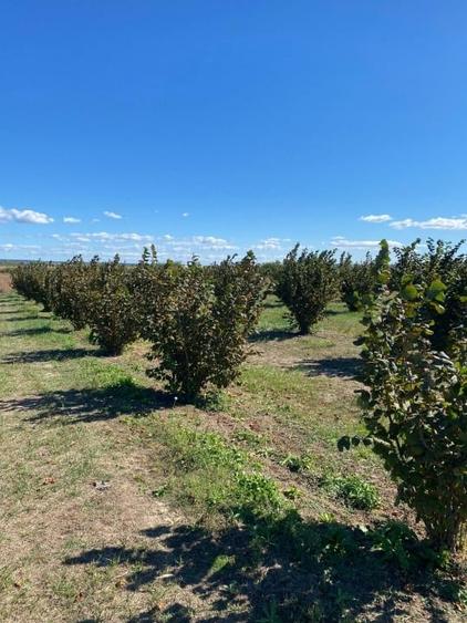 Vanzare plantatie pomicola ALUN pe rod 10,8 HA, hala productie, utilaje - 2