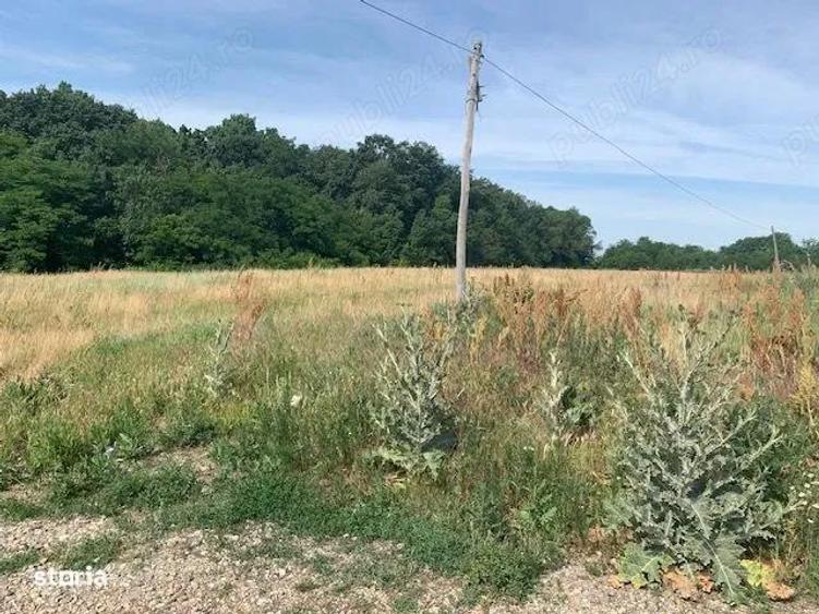 Proprietar vand teren langa Domnesti la Bucsani la padure - 3