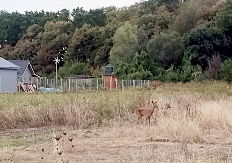 Case individuale,padure, tva inclus,proprietar - 10