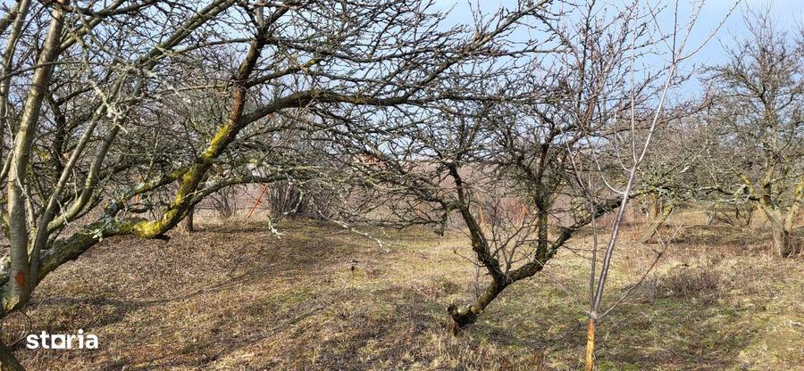 Teren Intravilan 43Ari zona Ortelec-Zalau intre case 4800eur/ar - 3