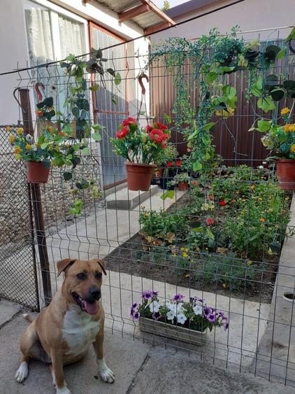 Vand casa pentru locuit utilata - 2