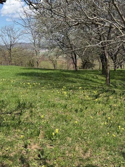 Teren in Bran Predelut la poale de munte intravilan - 2