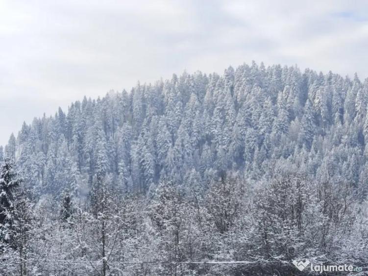 Teren intravilan, 22600mp, zona Manastirea Sucevita - 3