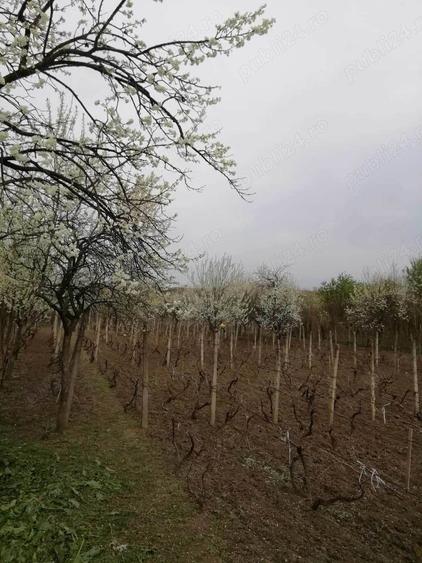 Vand teren intravilan , cultura de vie si casa batraneasca - 8