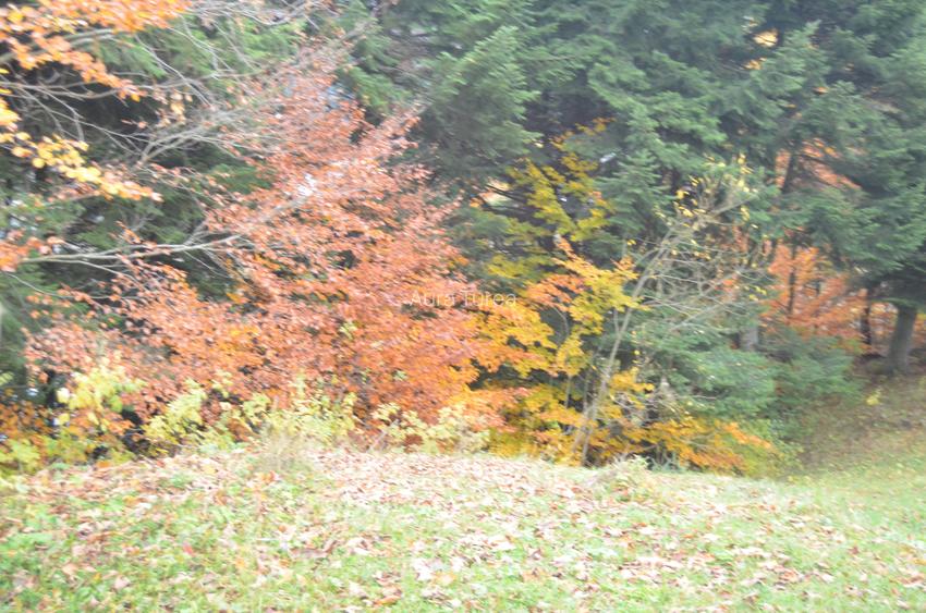 Teren intravilan situat in Busteni-Valea Alba