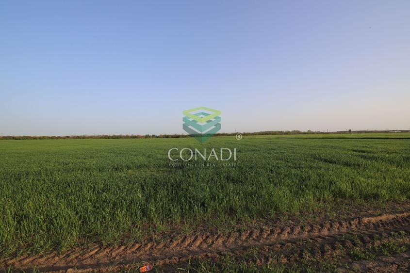 Teren Clinceni 5.792 mp - 3