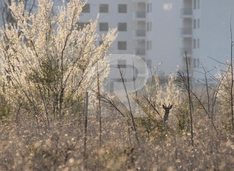 Apartament de 2 camere  - Complet mobilat si utilat - Greenfield Residence - 5