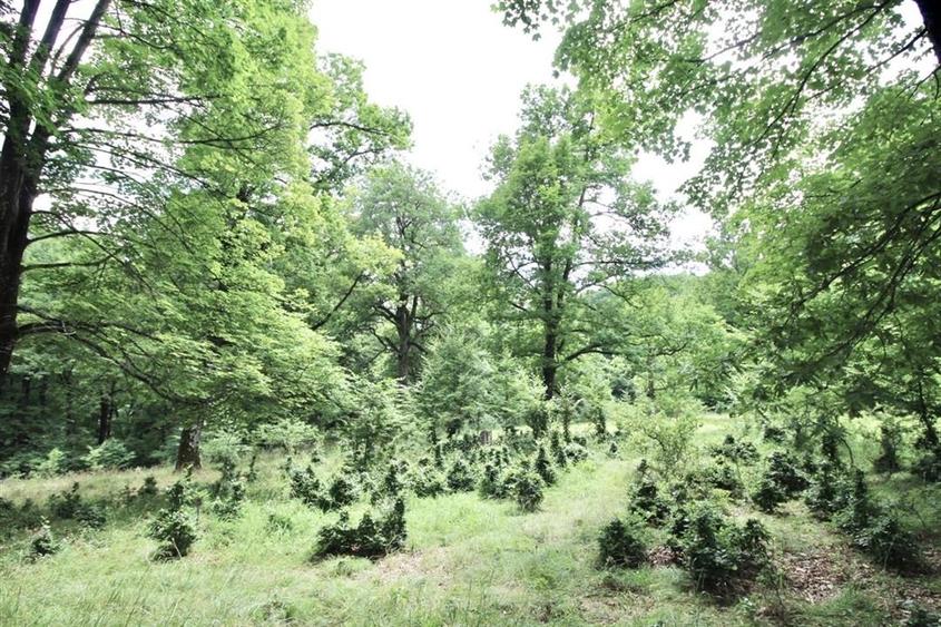 Teren 4713 mp investitie Imobiliara | Poiana Brasov - 3