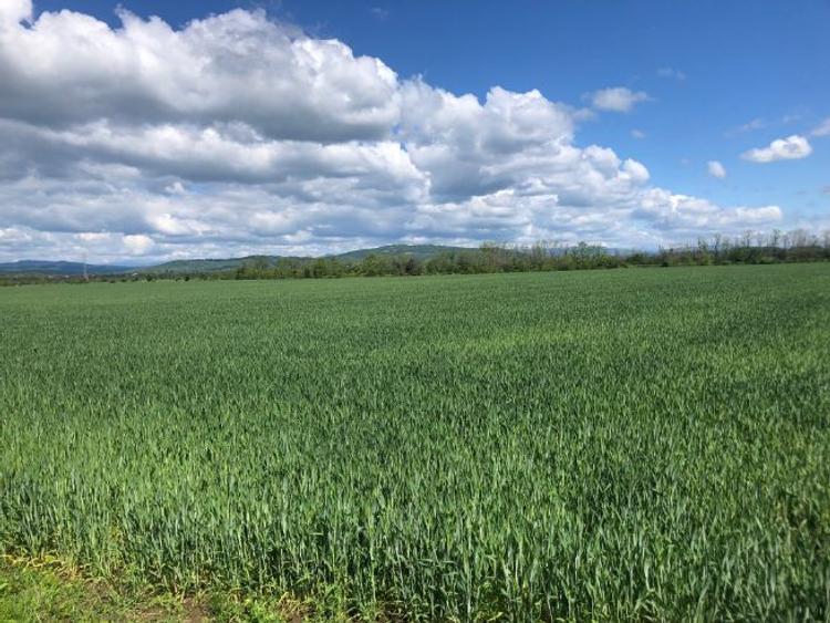 Teren arabil 7400 mp in Zamfira langa Ploiesti - 1