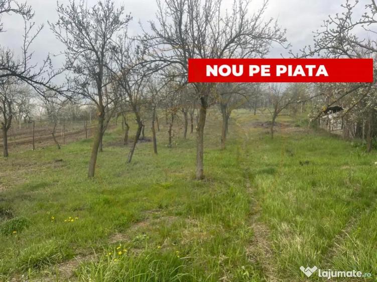 Teren intravilan 2.200 mp cu constructie existenta Caline - 4