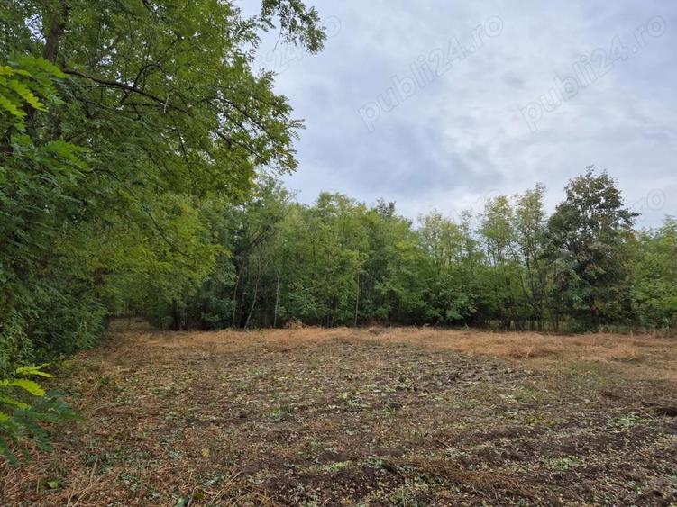 Casa cu teren 3.682 mp, sat Radu Voda (com. Lupsanu, jud. Calara?i) - 9