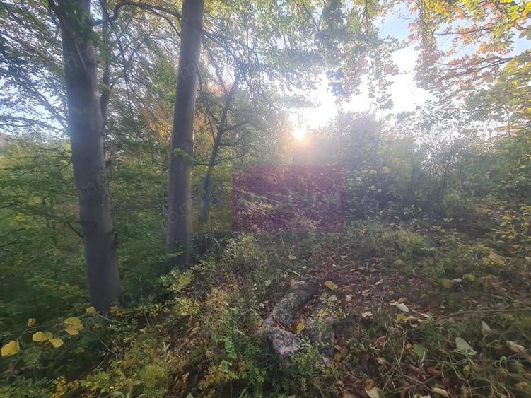 Teren intravilan de vanzare in Telega - 18