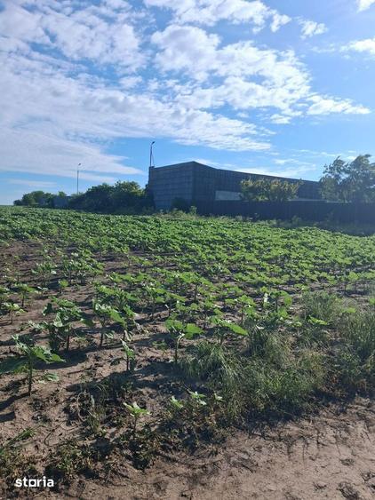 Teren agricol 1000mp, acces asfaltat, 35.000 EUR - 6