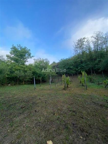 Reco Teren intravilan in Podgoria 2282mp