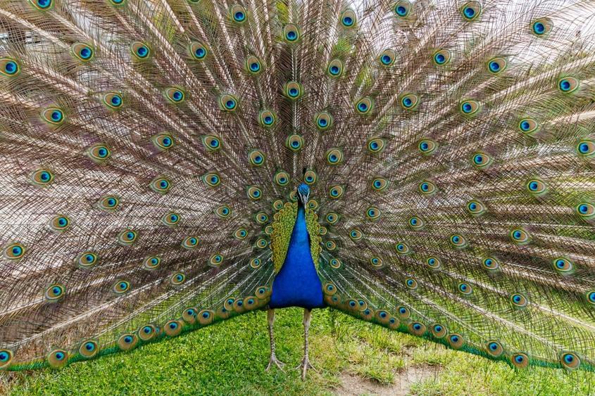 Complex pensiune, sala evenimente, restaurant, terase, gradini - langa Timisoara - 23