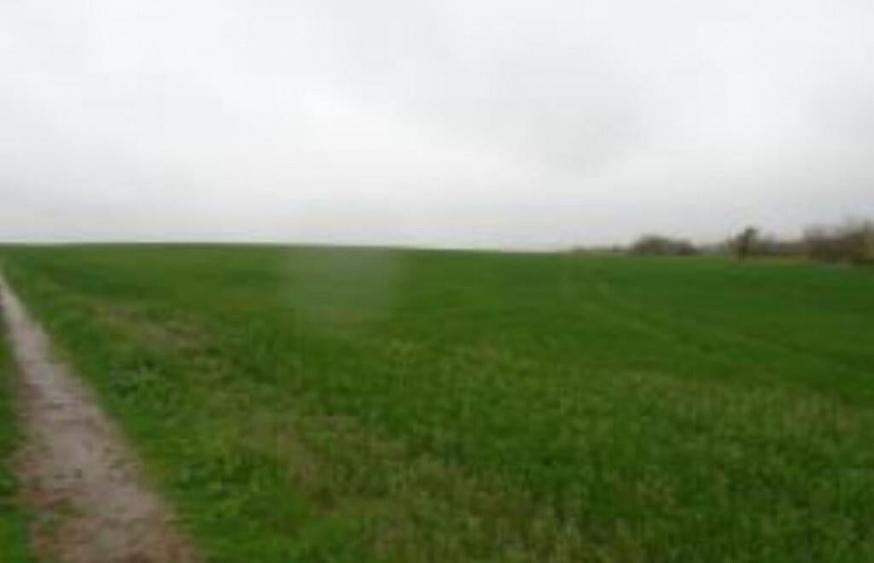 Teren extravilan 12500 mp, Valea Mare, Olt - 2