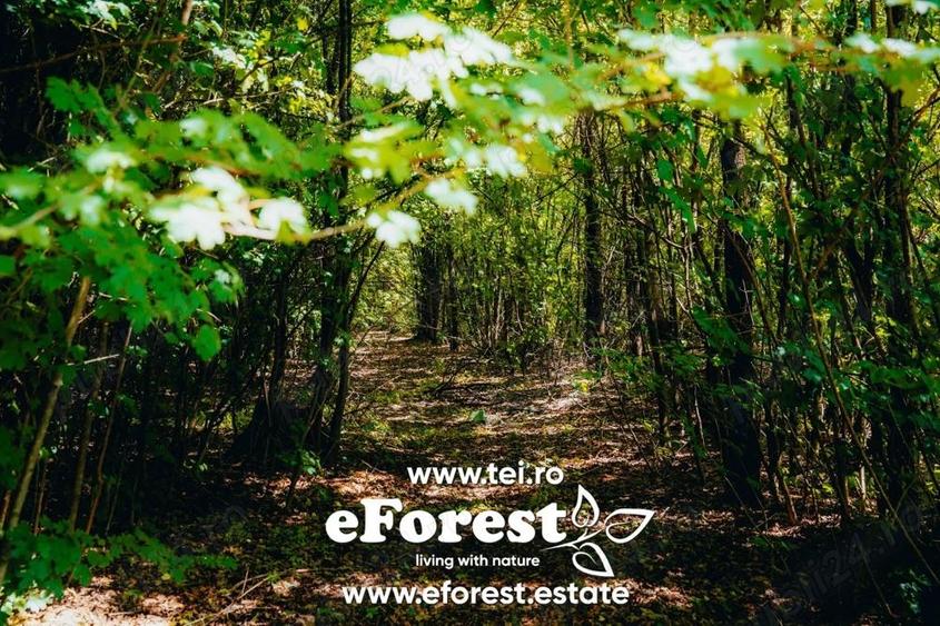 Profita acum de oferta de Pa?te! Teren aproape de natura ?i Bucure?ti, acces din DN1A, eForest - 6