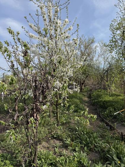 Casa in Comisani solida - 1