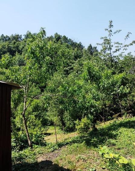 Dealul Florilor, casa 75 ari teren - 6