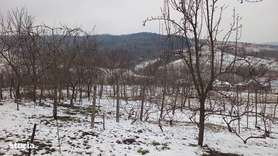 Teren intravilan 704 mp, acces asfaltat, priveliste Padurea Breazu - 5