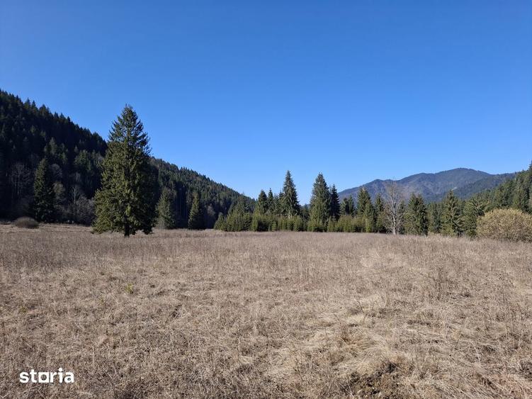 Teren Intravilan | Schitu Tarcau | 2089MP | Izvor | Platou - 11