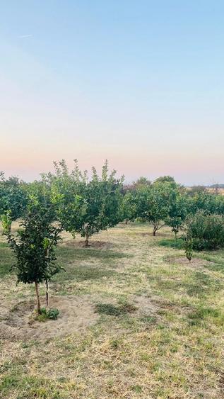 Casă cu 4 camere cu Teren 50000 Mp în Rogova