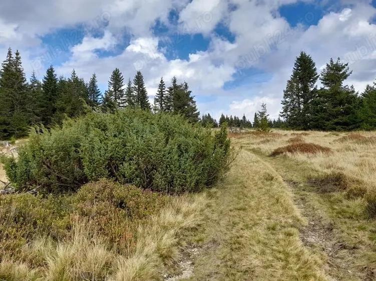 Teren de 12000 mp, în Petreasa