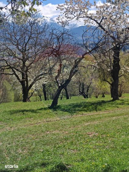 Ocazie! Teren 9735 mp Bran- Predelut / Strada Pe Tarina nr. 70A - 5