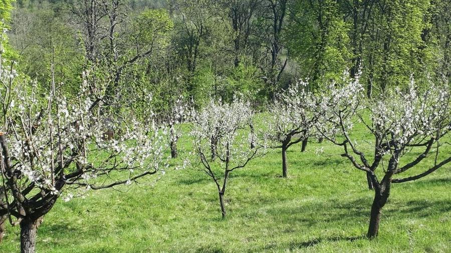 Teren de 4200 mp, în Gușterița