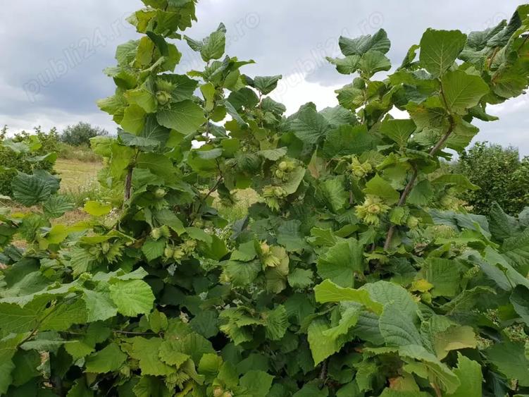 Teren de 27000 mp, în Orașu Nou