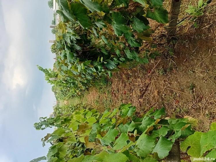Teren de 2400 mp, în Brădești