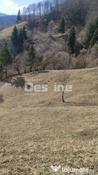 Teren de 5000 mp, în Rucăr
