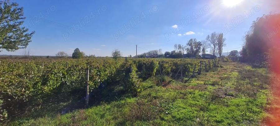 Teren de 8080 mp, în Central
