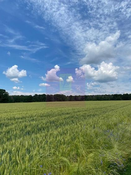 Teren agricol extravilan de 94000 mp, în Albota