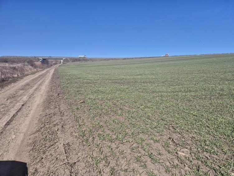 Teren intravilan de 6000 mp, în Șcheia